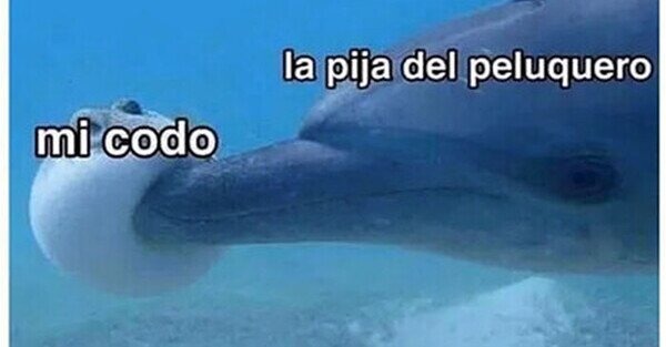 pasa? hace mucho que no voy a la peluqería - meme