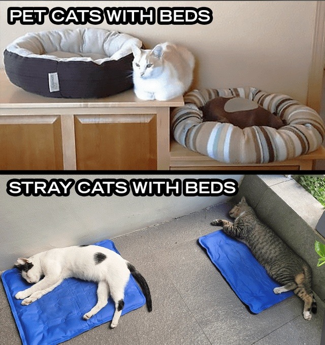 ﻿PETCATSWITHBEDS STRAYCATSWITHBEDS