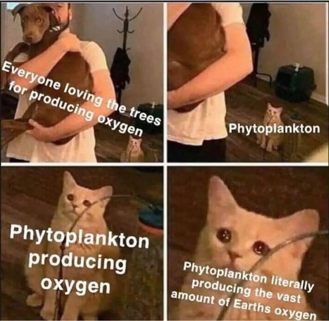 Sorry trees, phytoplankton is carrying this planet - meme