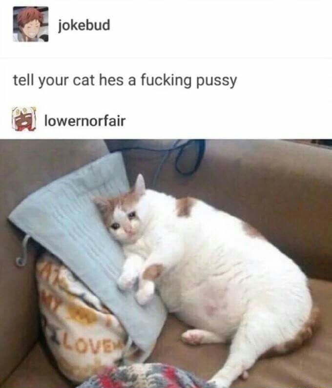 Poor pussy - meme