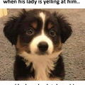 It's a cute lil doggo