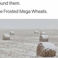 Mega wheats for mega shits