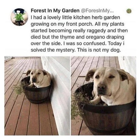 Dog's favorite place - meme