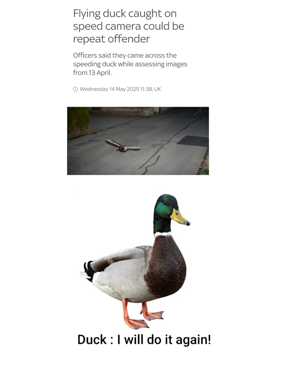 Duck be speeding! - meme