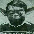 Yoda guapo