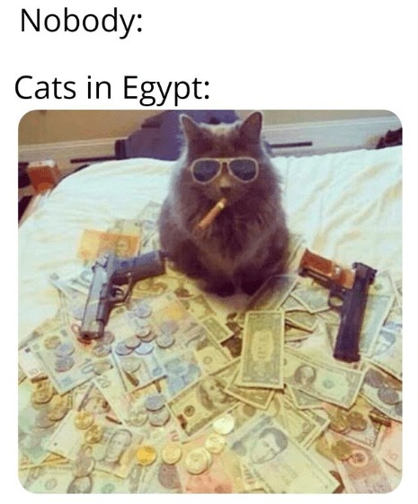 rich cats - meme