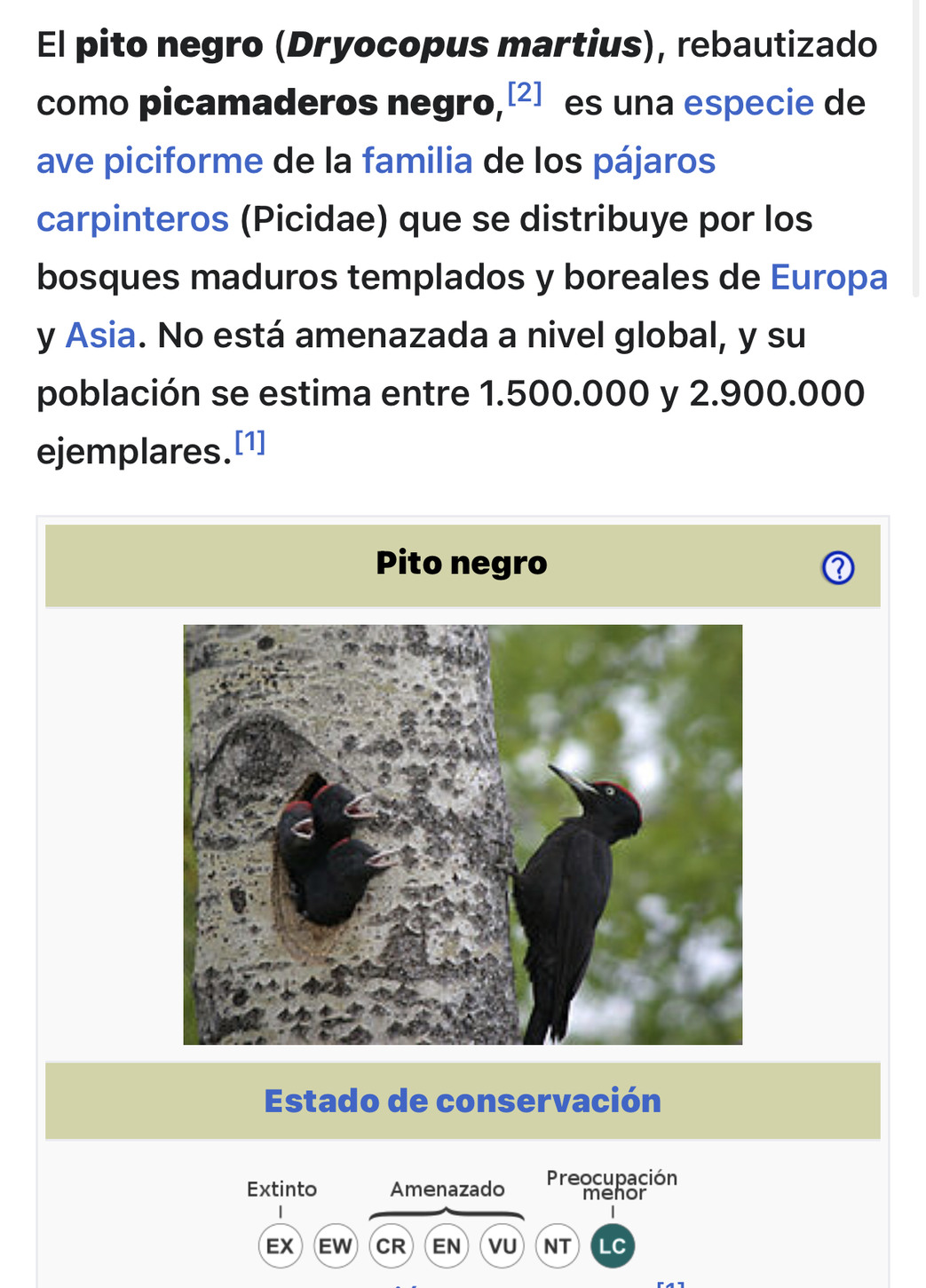 El pito negro, un ave típica de asía y europa  - meme