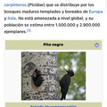 El pito negro, un ave típica de asía y europa 