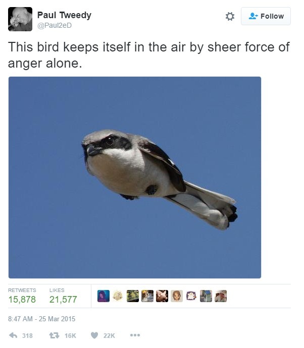 Love the birbs, even angry ones - meme