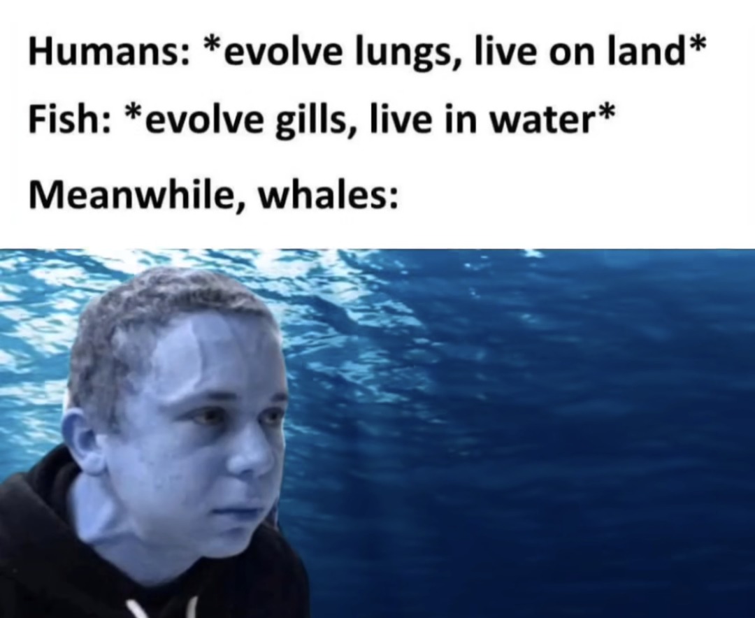 Whales - meme
