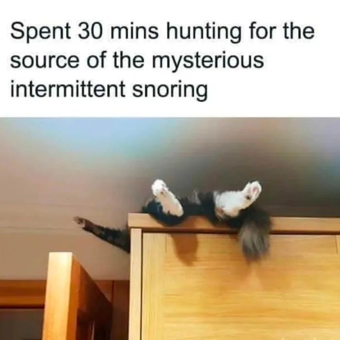 That's purring - meme