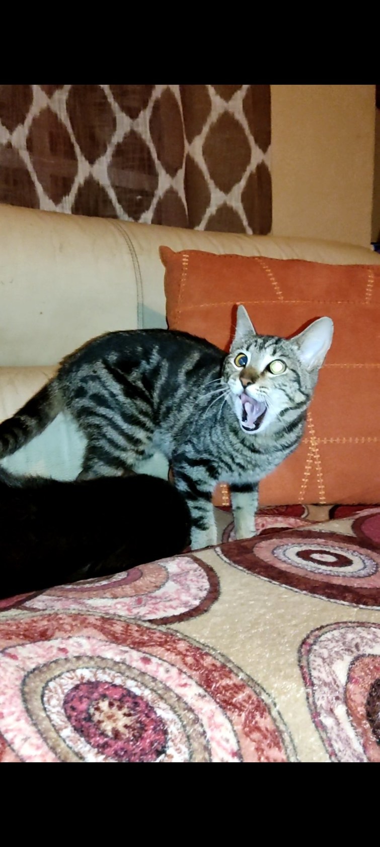 Gato reveal + su hermano n3gro - meme