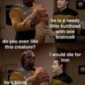 Star Trek cat meme