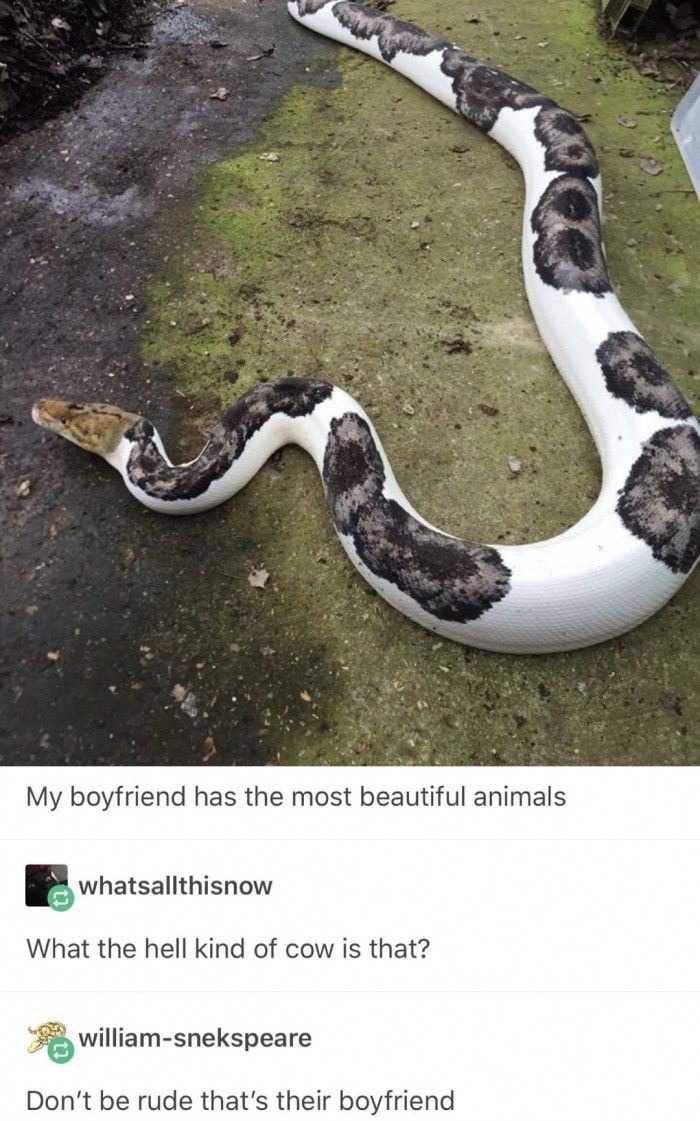 She said that’s her boyfriend, not a cow. Apologize to him now - meme
