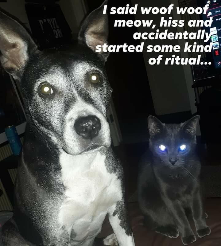 My aminals are aliems.... - meme