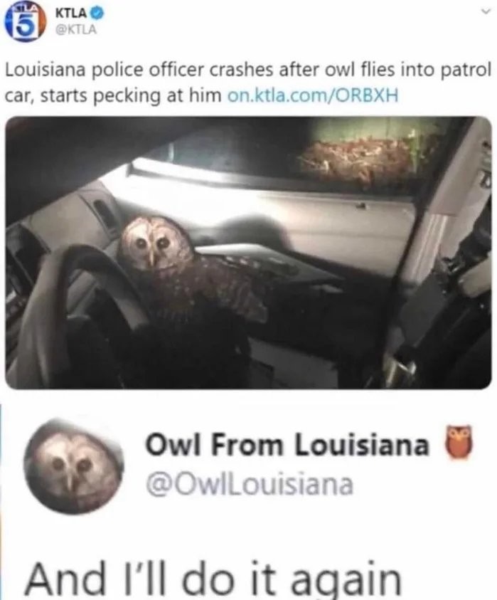 Owl do it again - meme