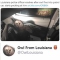 Owl do it again