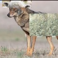 Lo que te imaginas en 'wolf in sheep's clothing'
