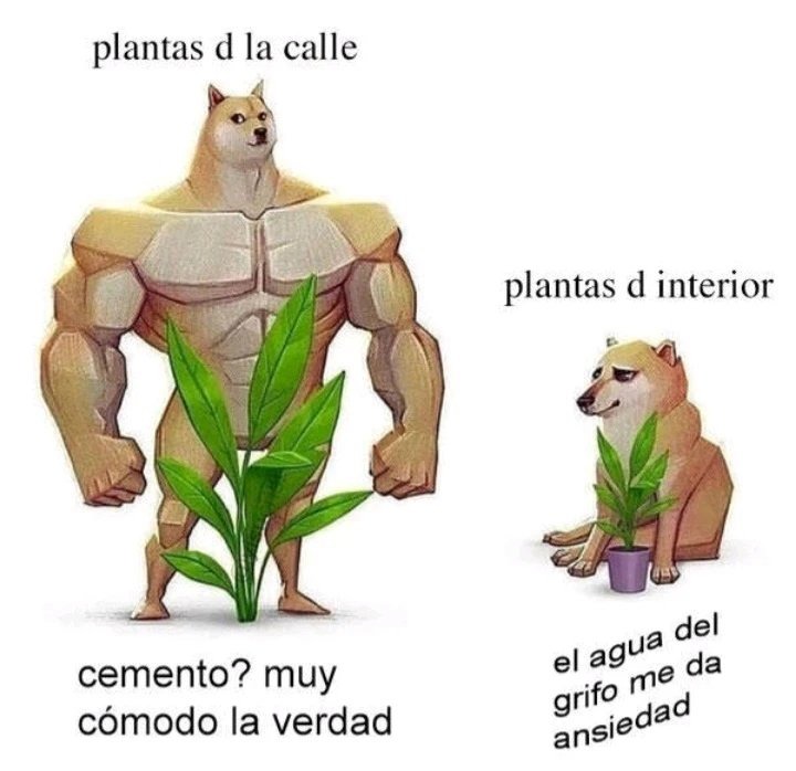 Plantas God - meme