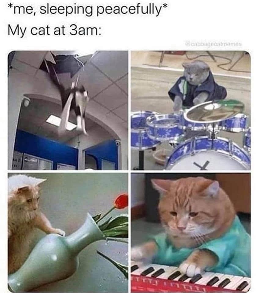 me: peacefully sleeping / cat at 3am: chaos mode activated - meme
