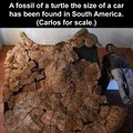 If the fossil was the size of a cell, would they use cellos for scale?