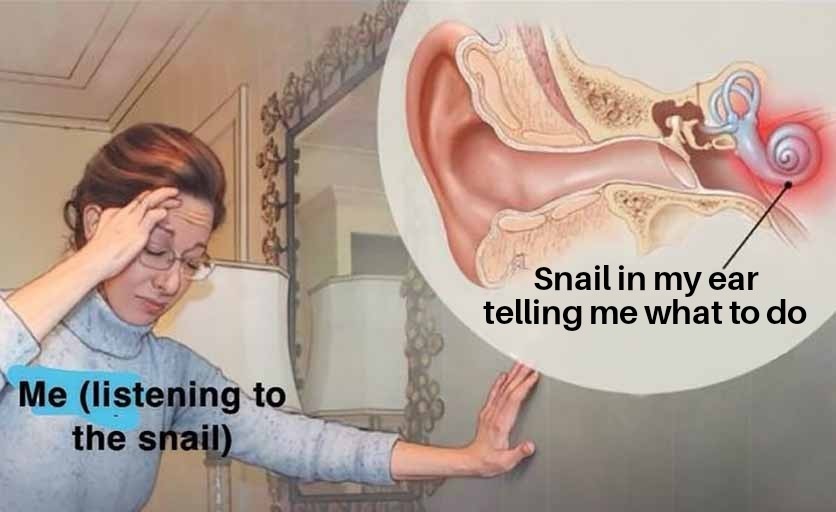 the snail, what is he saying - meme