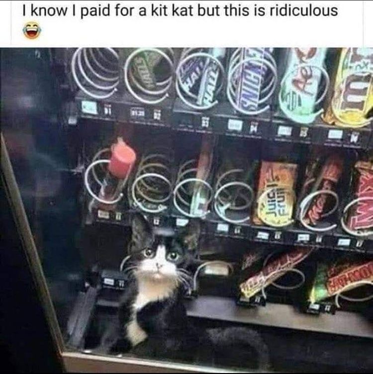 my KitKat is undercooked - meme