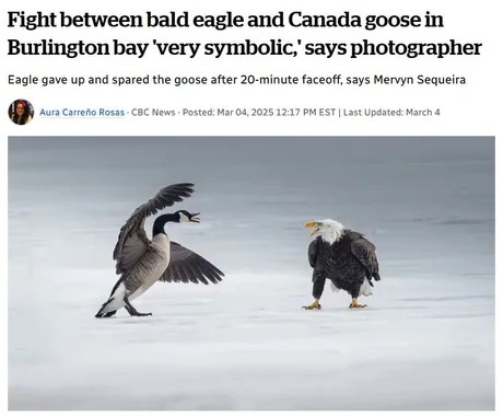 Fight between bald eagle and Canada goose - meme