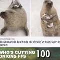 A rescued earless seal find toy version of itself