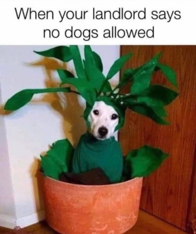 It's just a plant not a pet - meme