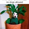 It's just a plant not a pet