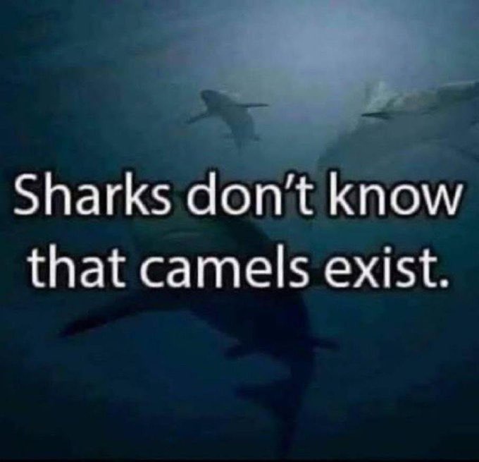 we don't know that sharks know that camels exist - meme