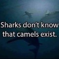 we don't know that sharks know that camels exist