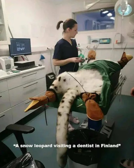 Snow leopard at the dentist - meme