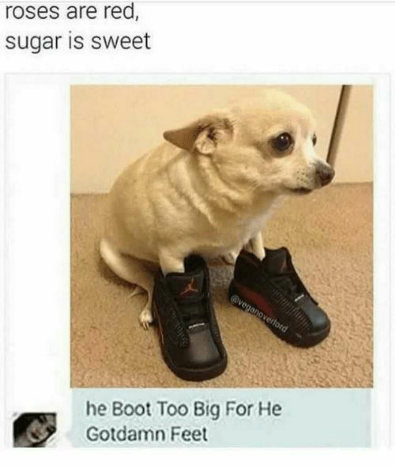 Big foot doggo - meme