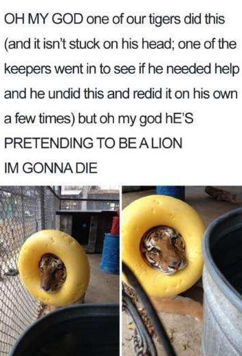 Am lion. - meme