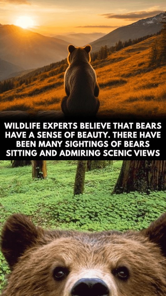 Bears have a sense of beauty - meme