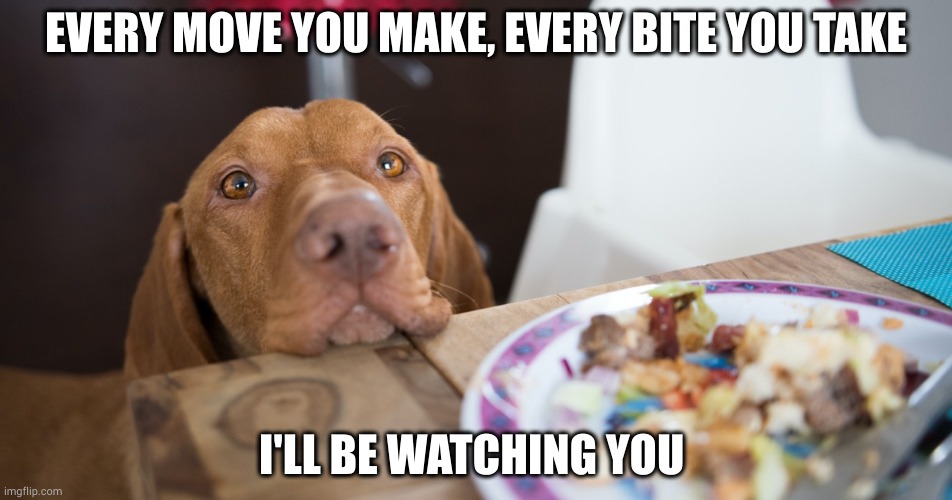 Eventually I feel guilty and give him a bite. - meme