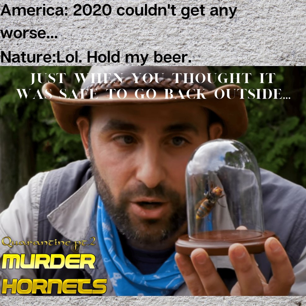 murder hornets - meme