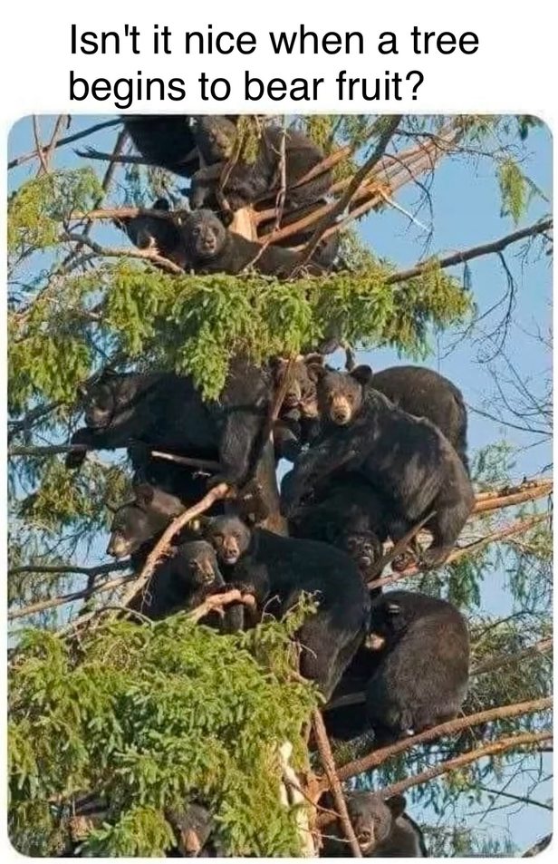 Black bearies? - meme