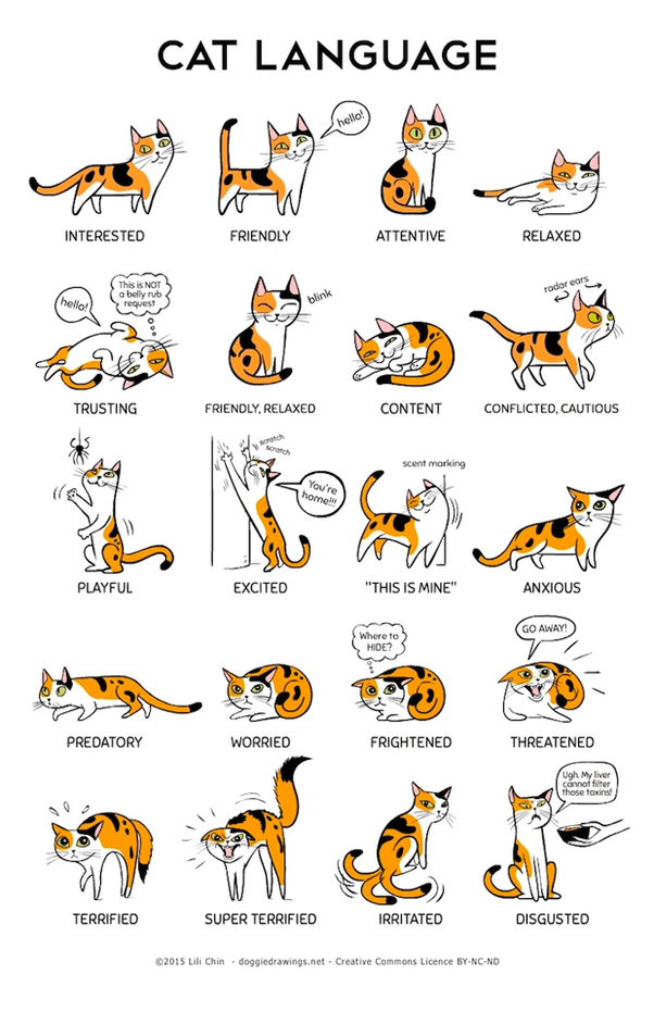 Cat guide - meme