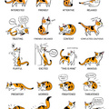 Cat guide