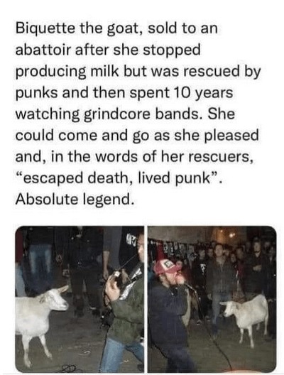 punk goat - meme