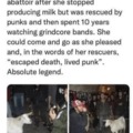 punk goat