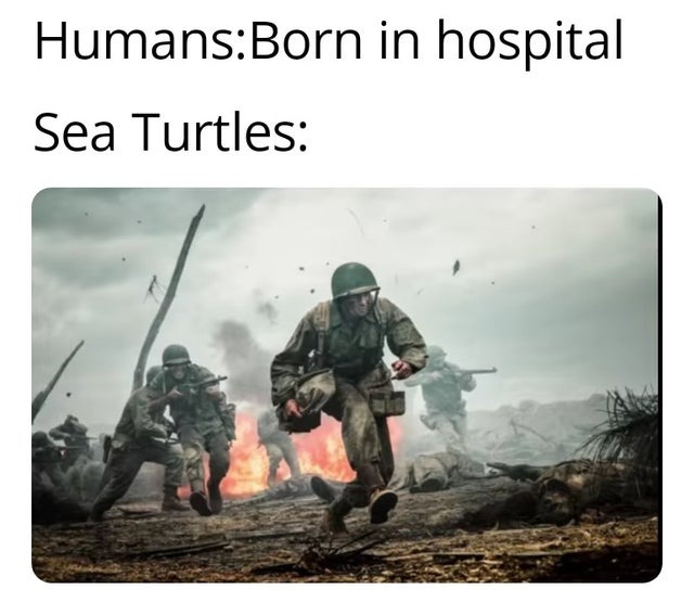 How sea turtles are born - meme