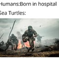 How sea turtles are born