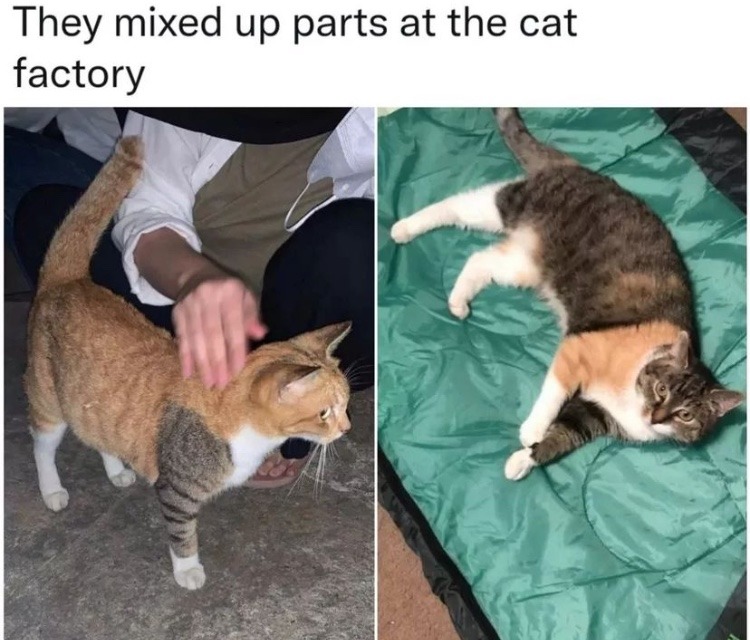 cat factory - meme