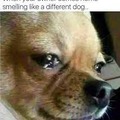 Crying dog meme
