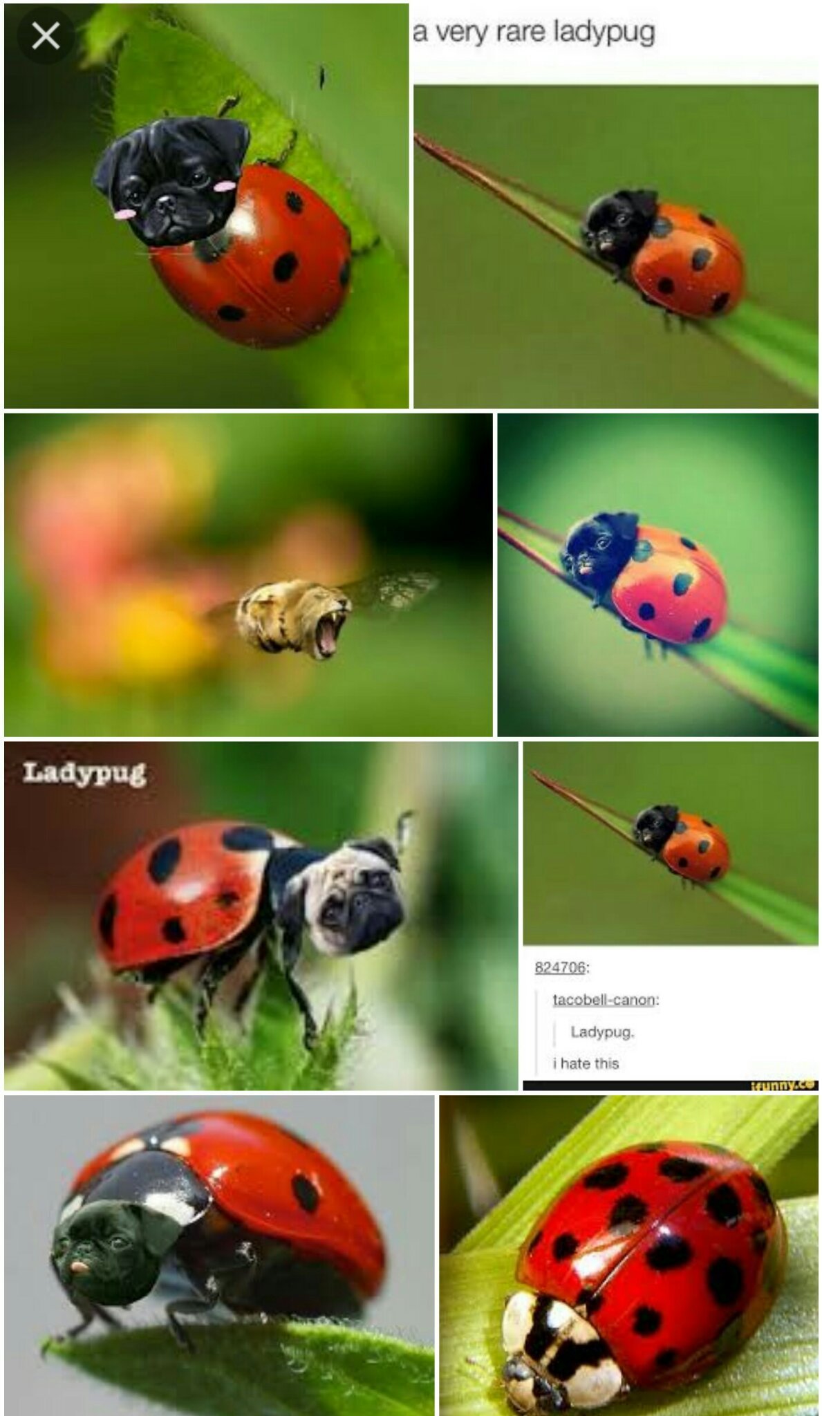 Googled ladypug.. Was not disappointed - meme