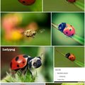 Googled ladypug.. Was not disappointed
